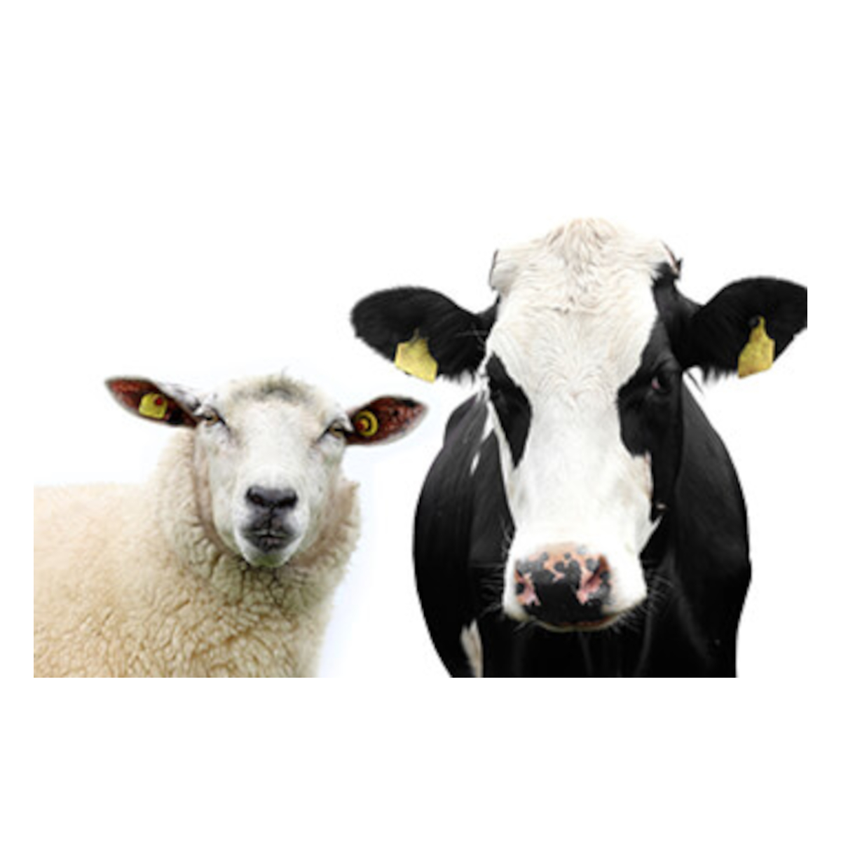 Landwirtschaft